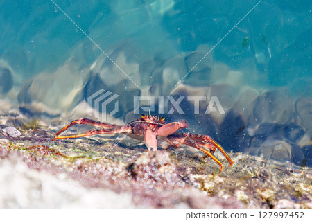 從港口水面眺望。美麗的刺蟹（草蟹科）。伊豆半島南伊豆町廣島中城2024年靜岡縣 127997452