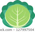 Simple and cute cabbage illustration 127997504