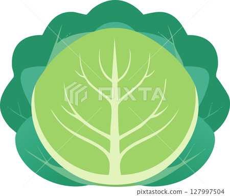 Simple and cute cabbage illustration 127997504