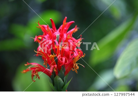 Pakistakis·Cockneynea花 127997544