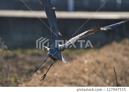 蒼鷺展翅翱翔的英勇身影 127997555