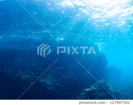 A group of Sargassum and a school of parrotfish, red snapper and other fish. Hirizohama, Nakagi, Minamiizu Town, Izu Peninsula, Shizuoka Prefecture, 2024 127997562