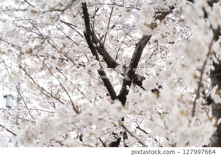 Spring scenery surrounded by cherry blossoms in full bloom ④ 127997664