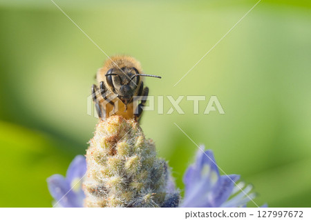 蜜蜂棲息在蓬泰德里亞 127997672