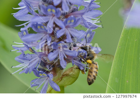 A bee resting on a Pontederia flower A bee resting on a Pontederia flower 127997674
