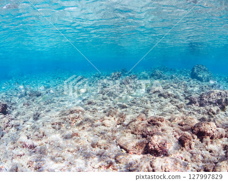 一群黑鯛、兔魚等。從半水面拍攝。 2024年，靜岡縣伊豆半島南伊豆町，廣島中木 127997829