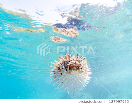 一隻膨脹的刺魨的半水面照片。伊豆半島南伊豆町 Hirizohama Nakagi,靜岡縣,2024 一隻膨脹的刺魨的半水面照片。伊豆半島南伊豆町 Hirizohama Nakagi,靜岡縣,2024 127997953