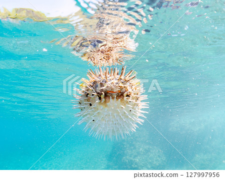 Half-surface shot of an inflated porcupine fish. Hirizohama Nakagi Minamiizu Town Izu Peninsula Shizuoka Prefecture 2024 127997956