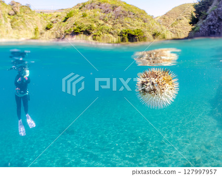 Half-surface shot of an inflated porcupine fish. Hirizohama Nakagi Minamiizu Town Izu Peninsula Shizuoka Prefecture 2024 127997957
