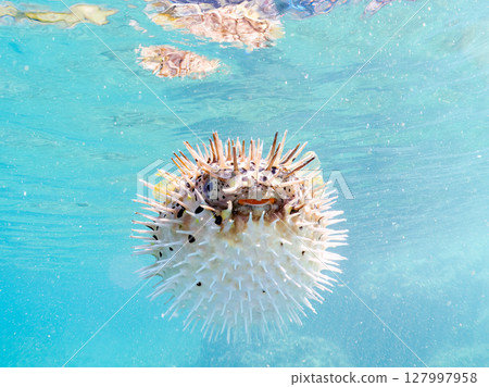 一隻膨脹的刺魨的半水面照片。伊豆半島南伊豆町 Hirizohama Nakagi，靜岡縣，2024 127997958