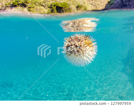 Half-surface shot of an inflated porcupine fish. Hirizohama Nakagi Minamiizu Town Izu Peninsula Shizuoka Prefecture 2024 127997959