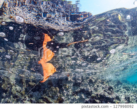 幼年南海蝙蝠魚的半水面照片。 2024年，靜岡縣伊豆半島南伊豆町 Hirizohama Nakagi 127998092