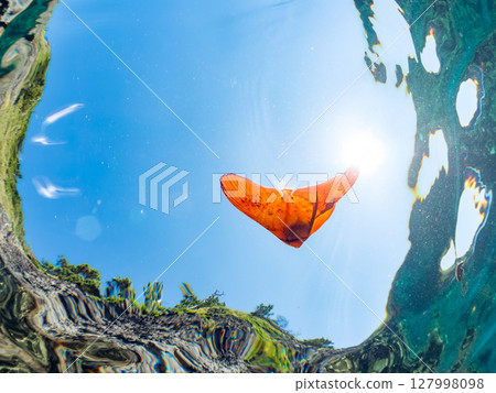 幼年南海蝙蝠魚的半水面照片。 2024年，靜岡縣伊豆半島南伊豆町 Hirizohama Nakagi 127998098