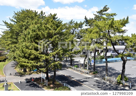 愛知縣知立市的松樹與藍天 127998109