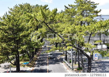Pine trees and blue sky in Chiryu, Aichi Prefecture Pine trees and blue sky in Chiryu, Aichi Prefecture 127998111