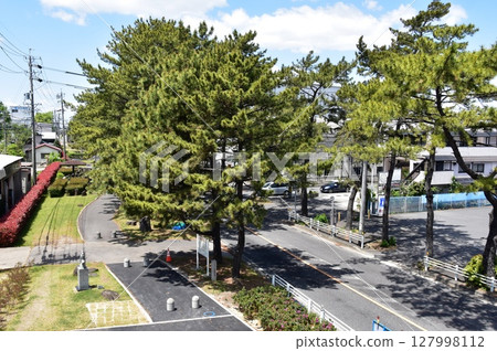 Pine trees and blue sky in Chiryu, Aichi Prefecture Pine trees and blue sky in Chiryu, Aichi Prefecture 127998112