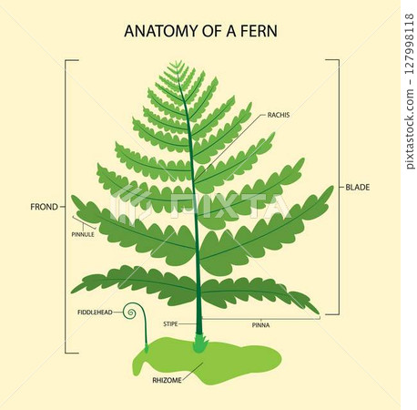 illustration of biology and plant kingdom, Anatomy of a fern, Ferns are members of the family of vascular plants that propagate by spores and have no seeds or flowers illustration of biology and plant kingdom, Anatomy of a fern, Ferns are members of the family of vascular plants that propagate by spores and have no seeds or flowers 127998118