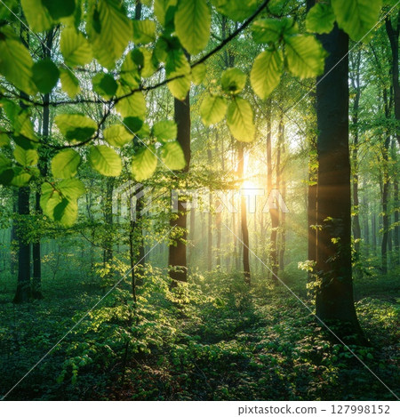 Sunlight filters through vibrant green leaves and branches in a serene forest, creating a magical atmosphere and symbolizing the beauty of nature, growth, and new beginnings 127998152