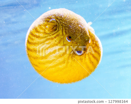 Half-surface shot of angry and puffing up juvenile Southern Pufferfish. Hirizohama Nakagi Minamiizu Town Izu Peninsula Shizuoka Prefecture 2024 Half-surface shot of angry and puffing up juvenile Southern Pufferfish. Hirizohama Nakagi Minamiizu Town Izu Peninsula Shizuoka Prefecture 2024 127998164