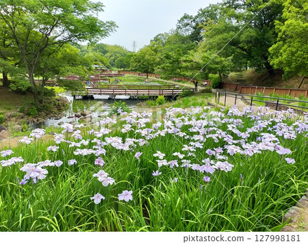 枚方市山田池公園：菖蒲園內盛開的紫色菖蒲 127998181