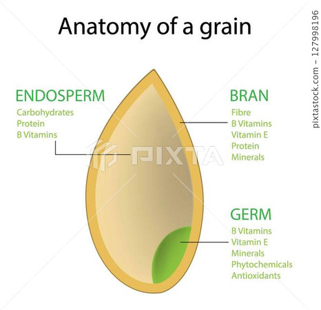 illustration of biology, Rice plant and rice grain, 127998196