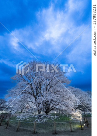 2025 年 3 月 29 日拍攝的栃木縣下野市天平山黃昏淡粉紅色櫻花 127998231