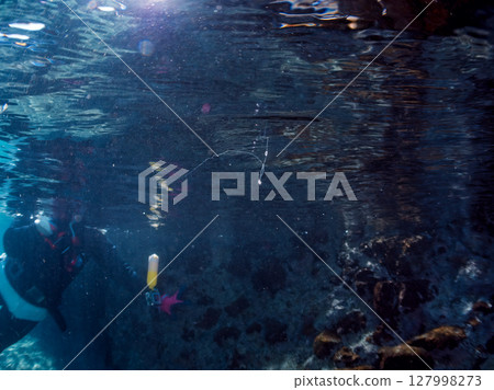 A beautiful juvenile sea bass (family Grouper). This is a very rare deep-sea fish that floats on ocean currents on very rare occasions. Hirizo Beach 127998273