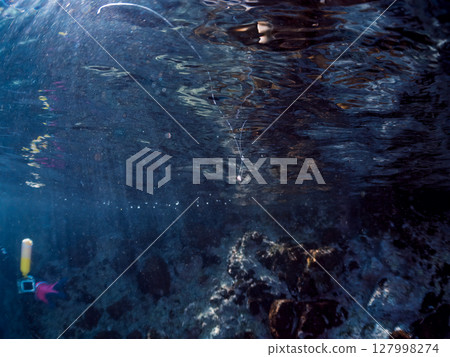 A beautiful juvenile sea bass (family Grouper). This is a very rare deep-sea fish that floats on ocean currents on very rare occasions. Hirizo Beach 127998274