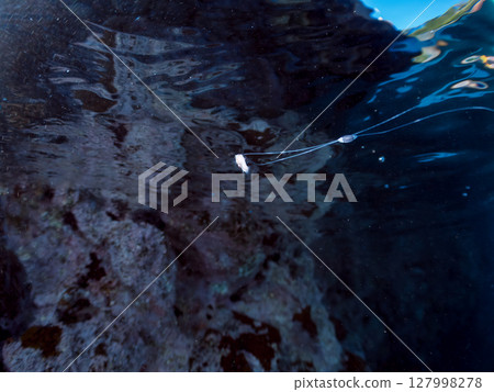 一隻漂亮的幼年海鱸魚(石斑魚科)。這是一種非常罕見的深海魚,偶爾會隨洋流漂流。 Hirizo海灘 一隻漂亮的幼年海鱸魚(石斑魚科)。這是一種非常罕見的深海魚,偶爾會隨洋流漂流。 Hirizo海灘 127998278