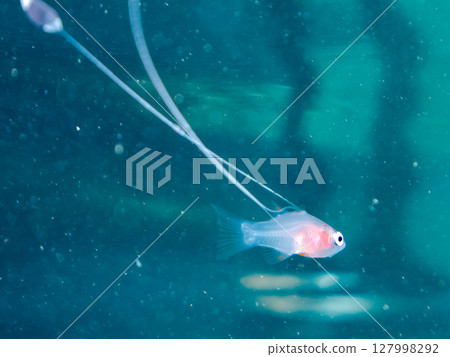 A beautiful juvenile sea bass (family Grouper). This is a very rare deep-sea fish that floats on ocean currents on very rare occasions. Hirizo Beach A beautiful juvenile sea bass (family Grouper). This is a very rare deep-sea fish that floats on ocean currents on very rare occasions. Hirizo Beach 127998292