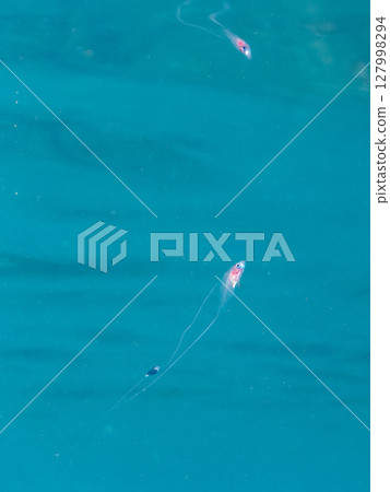 A beautiful juvenile sea bass (family Grouper). This is a very rare deep-sea fish that floats on ocean currents on very rare occasions. Hirizo Beach 127998294