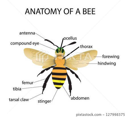 illustration of biology and animal, anatomy of the honey bee worker, Honey Bee Anatomy, Bees are winged insects closely related to wasps and ants, Bees feed on nectar and pollen 127998375