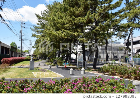 愛知縣、知立市、松樹、小路和藍天 127998395