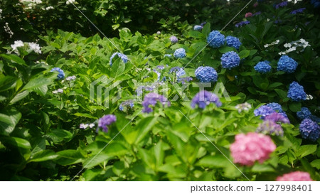 繡球花繡球花 127998401
