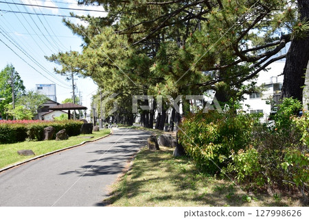 Pine trees and side roads in Chiryu, Aichi Prefecture Pine trees and side roads in Chiryu, Aichi Prefecture 127998626