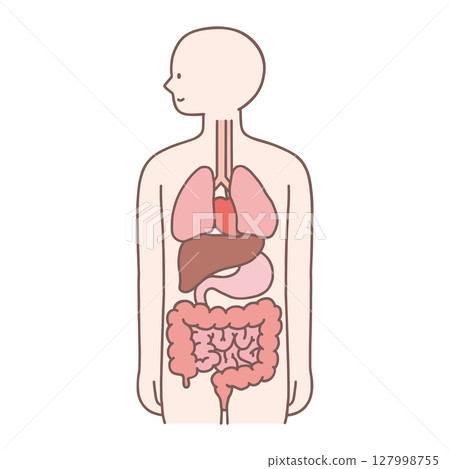 Cross section of the human body Cross section of the human body 127998755