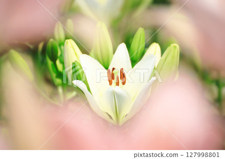 白色洛杉磯百合 127998801