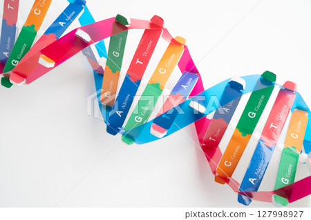 DNA or Deoxyribonucleic acid is a double helix chains structure formed by base pairs attached to a sugar phosphate backbone. DNA or Deoxyribonucleic acid is a double helix chains structure formed by base pairs attached to a sugar phosphate backbone. 127998927
