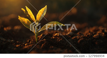 Young Plant Thriving: A Symbol of Growth, New Beginnings, and Hope, Bathed in Golden Sunlight, Emerging from Rich Earth 127998934