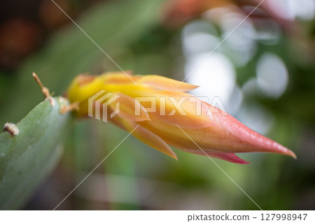 Peacock cactus Peacock cactus 127998947