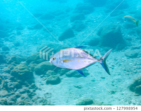 A school of yellowfin tuna. Hirizohama Nakagi Minamiizu Town Izu Peninsula Shizuoka Prefecture 2024 127998954