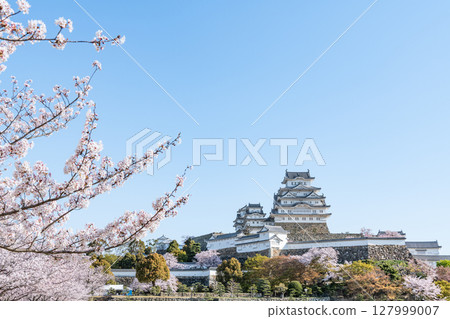 Himeji City, Hyogo Prefecture: The national treasure Himeji Castle tower decorated with cherry blossoms in spring 127999007