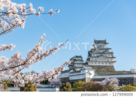 Himeji City, Hyogo Prefecture: The national treasure Himeji Castle tower decorated with cherry blossoms in spring 127999009