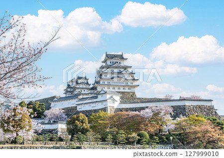 兵庫縣姬路市：國寶姬路城塔在春天被櫻花裝飾 127999010