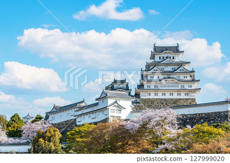 兵庫縣姬路市：國寶姬路城塔在春天被櫻花裝飾 127999020