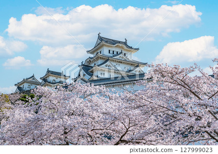 Himeji City, Hyogo Prefecture: Close-up of the national treasure Himeji Castle tower decorated with cherry blossoms in spring 127999023