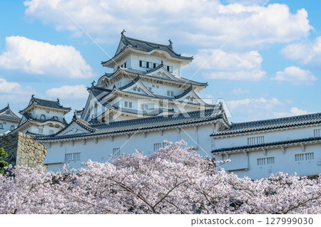 兵庫縣姬路市，國寶姬路城 櫻花盛開的春天的天守閣（近景） 127999030