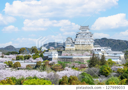 Himeji City, Hyogo Prefecture: The Himeji Castle tower in spring, decorated with cherry blossoms in full bloom (distant view) 127999033
