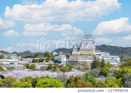 兵庫縣姬路市：春天盛開的櫻花裝飾的姬路城塔（遠景） 127999034
