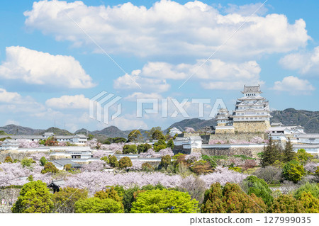 兵庫縣姬路市:春天盛開的櫻花裝飾的姬路城塔(遠景) 兵庫縣姬路市:春天盛開的櫻花裝飾的姬路城塔(遠景) 127999035